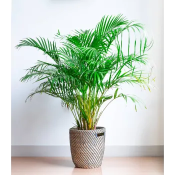 Areca Palm Plant